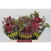 BQ Protea Sharon SFB