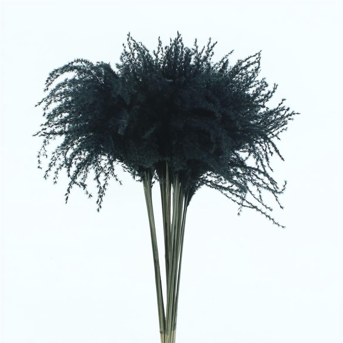 Dried Stipa Feather Black