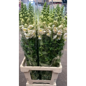 ANTIRRHINUM IT. APPLEBLOSSOM EX*