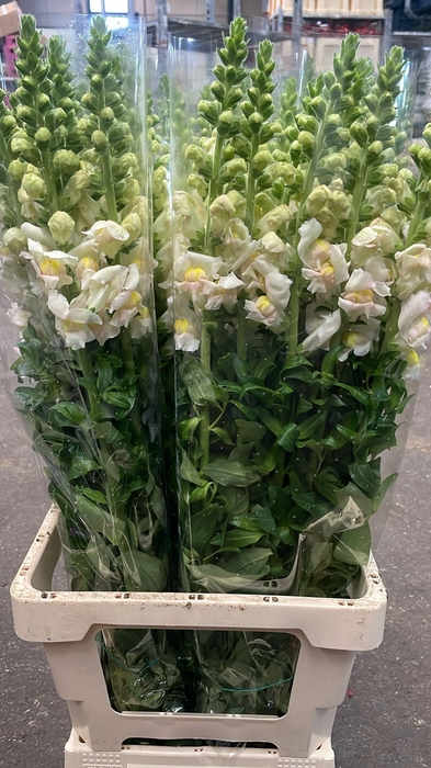 <h4>ANTIRRHINUM IT. APPLEBLOSSOM EX*</h4>