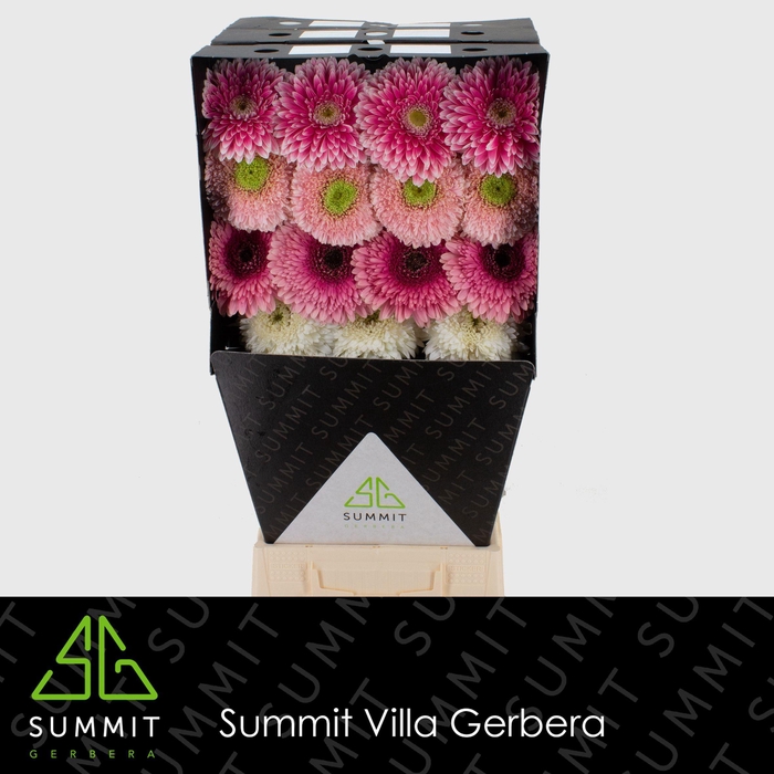 <h4>GE GB POM GEMENGD</h4>