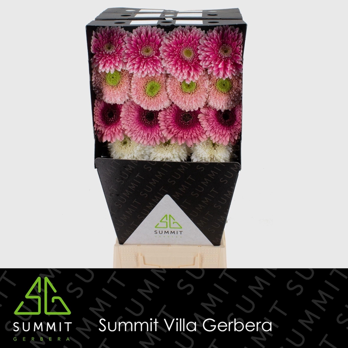 <h4>GE GB POM GEMENGD</h4>