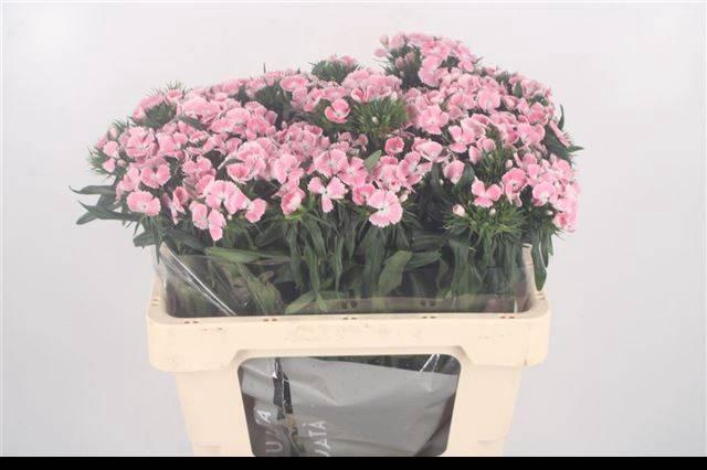 <h4>DI BARB LINDO BRE</h4>