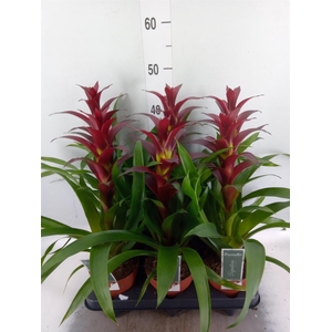 Guzmania  'Nextara'