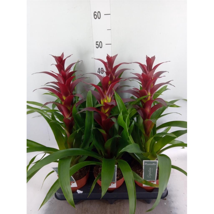 <h4>Guzmania  'Nextara'</h4>