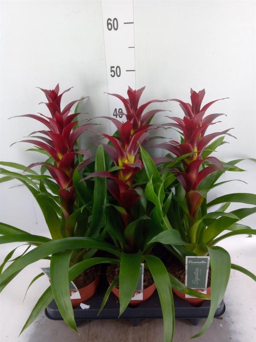 Guzmania  'Nextara'