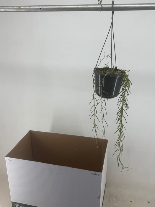 <h4>HOYA LINEARIS</h4>