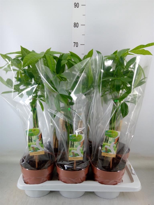 <h4>Pachira aquatica</h4>