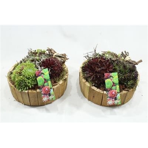 SE09 HOUT LAAG ROND SEMP