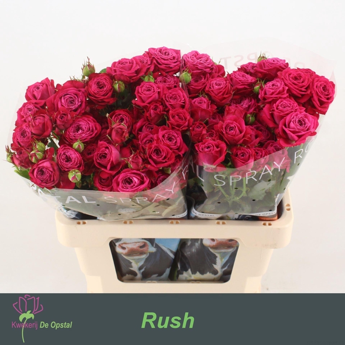 <h4>Rosa TR 'Rush'</h4>