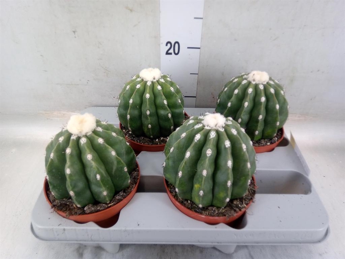 <h4>Cactus   ...</h4>