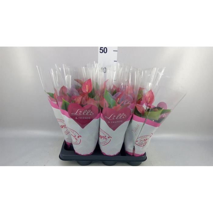 <h4>Anthurium  'Banderola Roja'</h4>