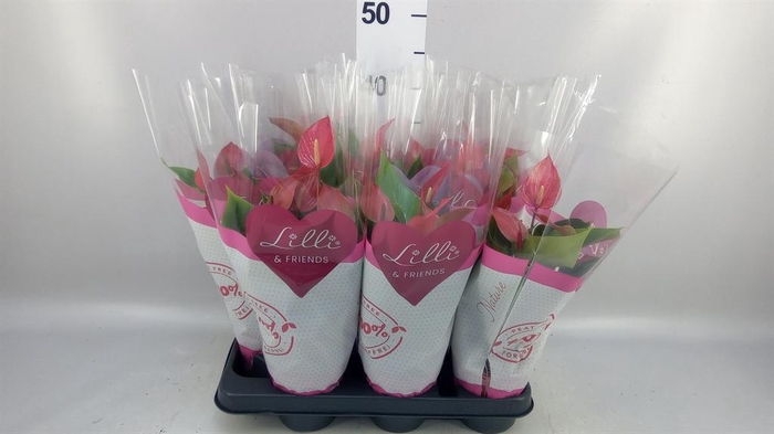 Anthurium  'Banderola Roja'