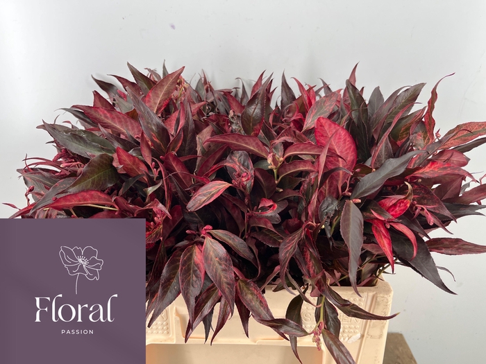 <h4>LEUCOTHOE KLB H%</h4>