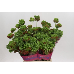 Ranunculus Romance Crown Bastille