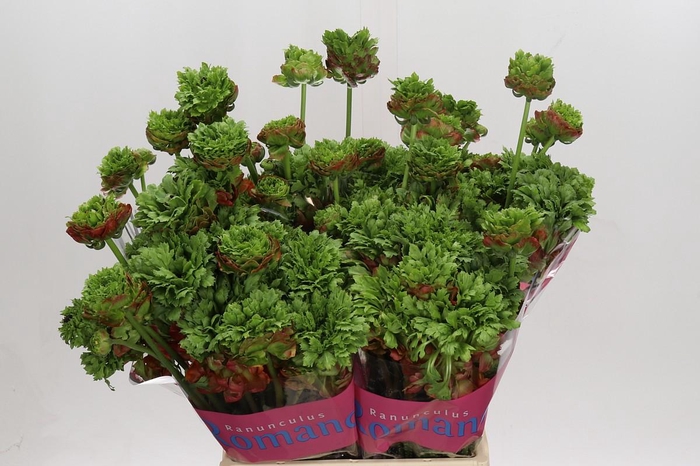 <h4>Ranunculus Romance Crown Bastille</h4>