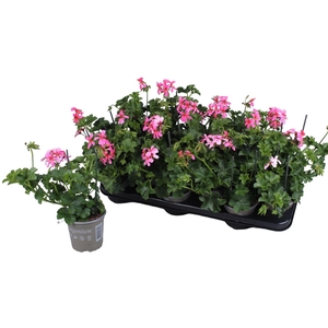 Pelargonium Peltatum Balcon Roze