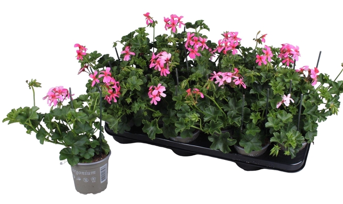 <h4>Pelargonium Peltatum Balcon Roze</h4>