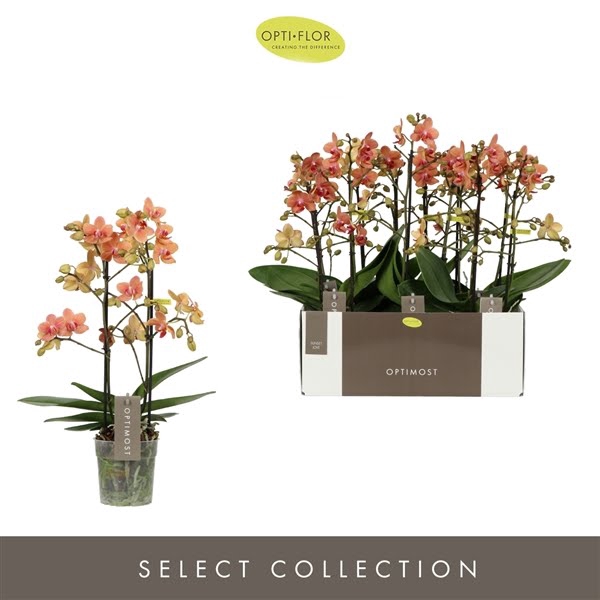 <h4>Phal 2-tak Sunset Love</h4>