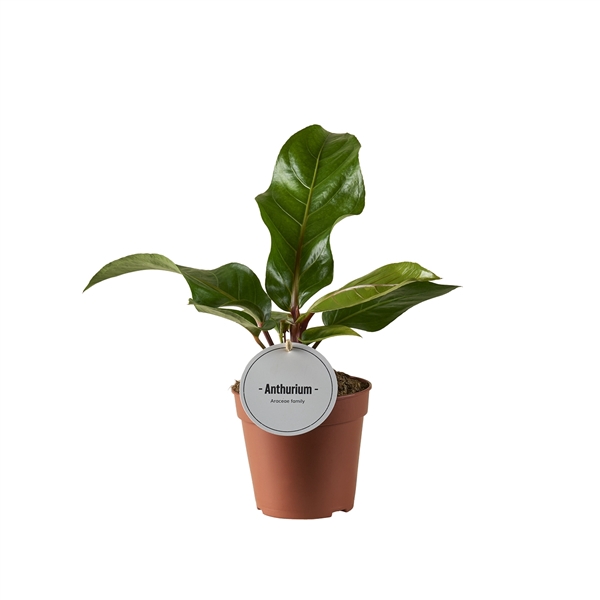 <h4>Anthurium Hookeri</h4>