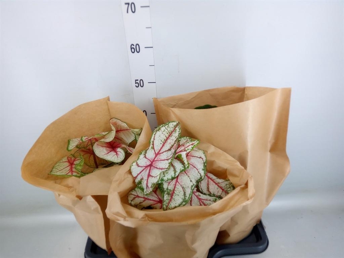 <h4>Caladium   ...mix</h4>