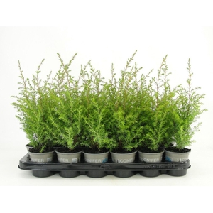 Juniperus communis Gold Cone