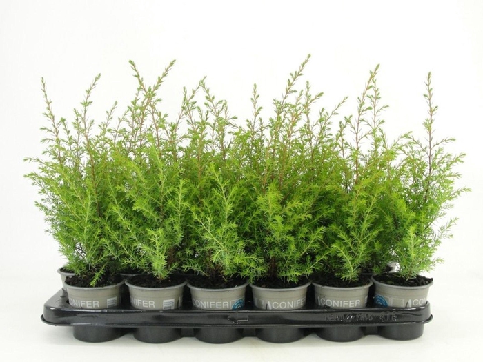 <h4>Juniperus communis Gold Cone</h4>