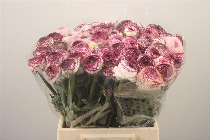 <h4>Ran El. Stripes Ex</h4>