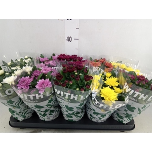 Chrysanthemum   ..mix 7