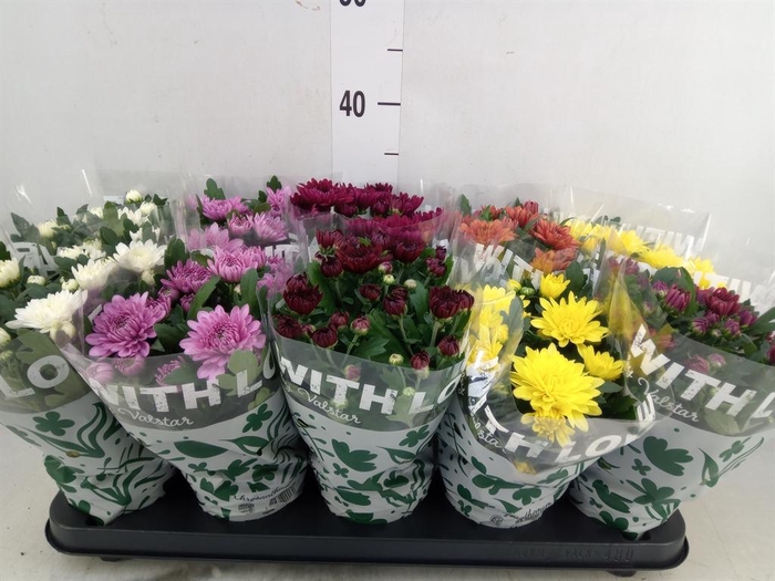 <h4>Chrysanthemum   ..mix 7</h4>