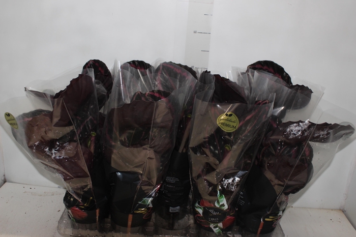 <h4>CALATHEA SURPRISE STAR P12</h4>