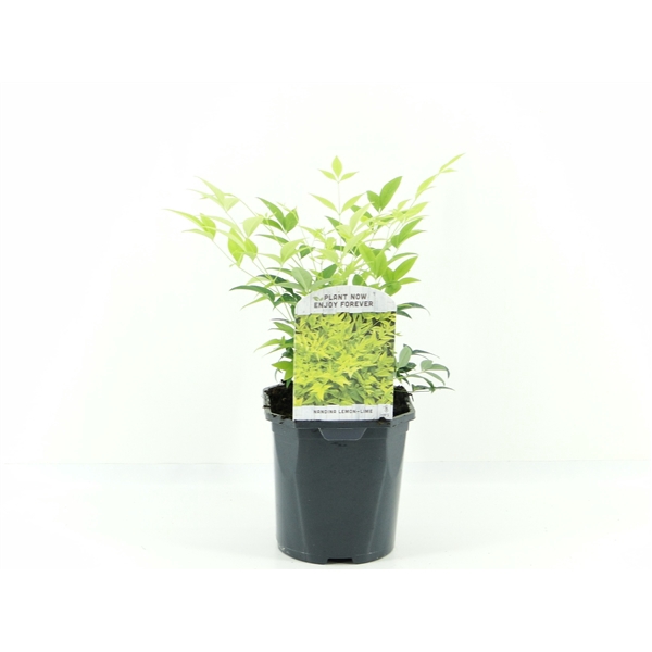 <h4>Nandina dom. Lemon Lime</h4>