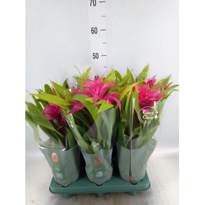 Guzmania  'Deseo Pink'