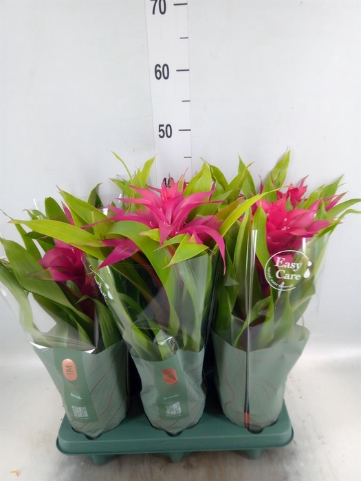 <h4>Guzmania  'Deseo Pink'</h4>