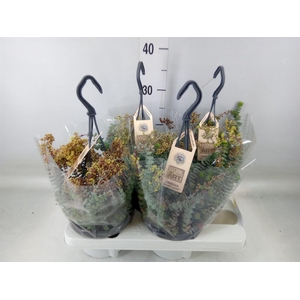 Crassula marnieriana