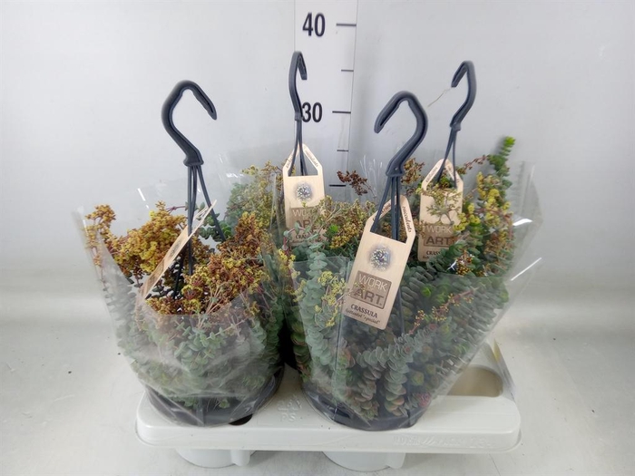 <h4>Crassula marnieriana</h4>