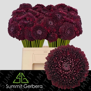 GE MB POM BLACKPEARL
