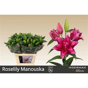 Lilium (Oriental Grp) double Roselily Manouska