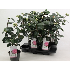 Camellia japonica 'Bonomiana' 15 cm | 20+ knop