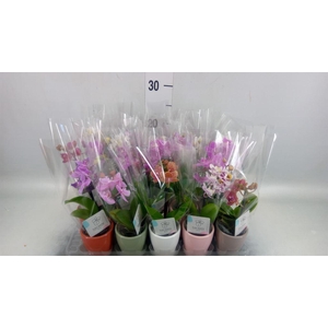 Phalaenopsis   ...mini