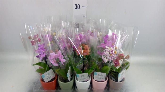 <h4>Phalaenopsis   ...mini</h4>