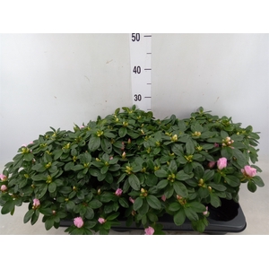 Rhododendron sim. 'Terra Nova'