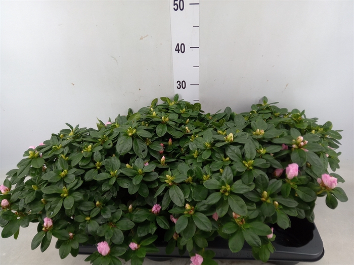 <h4>Rhododendron sim. 'Terra Nova'</h4>