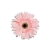 GERBERA DIABLO < 050 CM > 10 CM DIAM