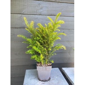 Taxus baccata Bush P17