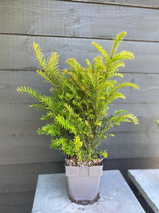 <h4>Taxus baccata Bush P17</h4>