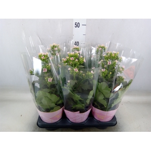 Kalanchoe blos. 'Feminine Pink'