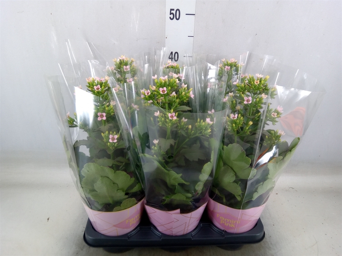 <h4>Kalanchoe blos. 'Feminine Pink'</h4>
