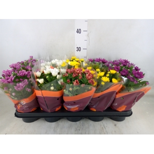 Chrysanthemum   ..rosebud mix
