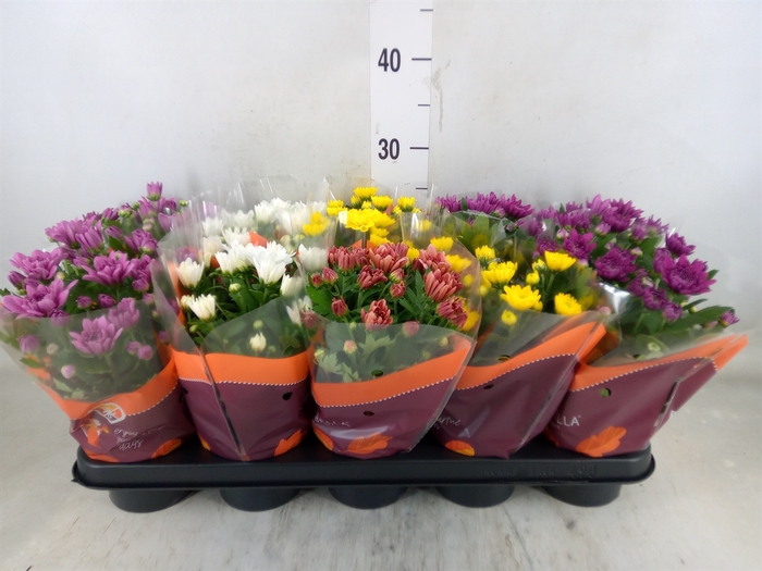 <h4>Chrysanthemum   ..rosebud mix</h4>